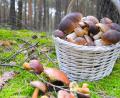 Bild: mihi-stock.adobe.com
Ein Korb frischer Pilze