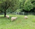 Bild: Christoph Hübner, AELF
Pflegeschafe kümmern sich um den Garten beim AELF Kemnath,