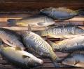 Bild: Sebastian Willnow/dpa
Karpfen gelten in Bayern als beliebter Speisefisch. (Symbolfoto)