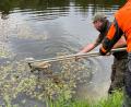 Bild: Petra Hartl
Zwei Mitarbeiter des Forstamts Amberg fischen die Kadaver aus dem Weiher.