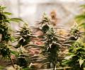 Bild: Christian Charisius/dpa
Nach einem Brand im schwäbischen Friedberg ermittelt die Polizei gegen einen 39-Jährigen wegen Verstößen gegen das Cannabisgesetz. (Symbolbild)