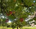 Bild: Kloster Speinshart/exb
Der Apfel steht im Mittelpunkt der Aktionen am Tag des offenen Denkmals im Kloster Speinshart.