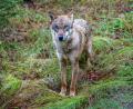 Bild: Armin Weigel/dpa
Jungwolf in einem Gehege. In Unterfranken hat ein Wolf mindestens ein Schaf gerissen. (Archivbild)