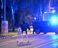 Bild: Helmut Fohringer/APA/dpa
Der Elch hält Polizei und Medien auf Trab.