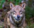 Bild: Armin Weigel/dpa
In den Koalitionsstreit um den Wolf kommt Bewegung. (Symbolbild)