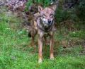 Bild: Armin Weigel/dpa
Der Wolf soll ins bayerische Jagdrecht aufgenommen werden. (Symbolbild)