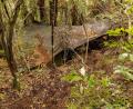 Bild: NZ Police/dpa
Das Hauptlager wurde in einem dichten Wald auf der Nordinsel entdeckt.