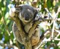 Bild: Darren England/AAP/dpa
Koalas sind in Australien immer mehr bedroht - auch wegen Chlamydien.
