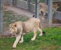 Bild: Friso Gentsch/dpa
Mehrere Löwen stürzten sich auf den Zoo-Mitarbeiter. (Symbolbild)