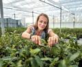 Bild: Michael Ukas/dpa
Matcha-Anbauerin: Ursprünglich kommt Kühnle aus dem Weinbau.