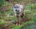 Bild: Armin Weigel/dpa
Ein Jungwolf - hier in einem Gehege des Nationalparkzentrums Falkenstein. (Symbolfoto)