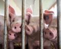 Bild: Marijan Murat/dpa
Der Bau tiergerechter Schweineställe bleibt Ziel.