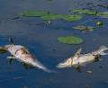 Bild: Patrick Pleul/dpa
Dutzende tote Fische: Wegen Sauerstoffmangels verenden mehrere Tiere in dem See. (Symbolbild)