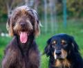 Bild: Franka Eichl (franka.eichl@oberpfalzmedien.de)
In den Städten Amberg, Weiden und Regensburg gibt es vergleichsweise wenige Hunde.