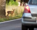 Symbolbild: Patrick Pleul
Die Gefahr blickt aus großen Augen: Im Herbst müssen Autofahrer verstärkt mit Wildwechsel rechnen.