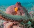 Bild: Chelsea Bennice/Florida Atlantic University/dpa
Oktopusse setzen nicht all ihre acht Arme gleichermaßen ein.
