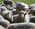 Bild: Heiko Rebsch/dpa
Rund 20 Tiere brechen aus ihrem Gehege aus. (Symbolbild)