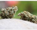 Bild: Karl-Josef Hildenbrand/dpa
Das Landratsamt Bamberg hat einem oberfränkischen Cannabis-Club untersagt, weiter Hanf anzubauen und an Mitglieder abzugeben. (Symbolbild)