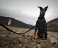Symbolbild: Fredrik von Erichsen
Ein Dobermann soll in München zum Komplizen eines Überfalls werden.