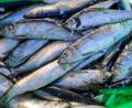 Bild: Jens Büttner/dpa-Zentralbild/dpa
Das Abkommen soll die Fischerei nachhaltiger machen. (Symbolbild)