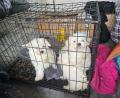 Bild: -/Hauptzollamt Schweinfurt/dpa
Zollbeamte entdeckten auf der A3 bei Würzburg mehrere verängstigte Hundewelpen ohne Papiere.