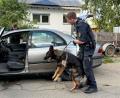 Bild: Nico Pointner/dpa
Ein Polizist durchsucht ein Fahrzeug mit einem Hund.