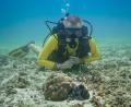 Bild: Markus Strobel/Tango Film Gmbh/ZDF/dpa
Hannes Jaenicke beim Tauchen in Indonesien mit einer Großen Blauen Krake (Day Octopus) im Vordergrund.