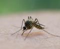 Bild: Patrick Pleul/dpa/dpa-tmn
In Griechenland breitet sich das West-Nil-Virus aus.