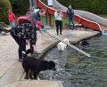 Bild: hdk
Hundeschwimmen im Naturbad Königstein: Freudig sprangen einige Hunde ins Wasser, schnappten sich ihr Spielzeug und brachten es ihren Besitzern.