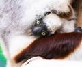 Bild: Benjamin Westhoff/dpa
Seltene Geburt im Kölner Zoo: Erstes Coquerel-Sifaka-Baby Europas