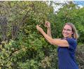 Bild: Susanne Forster
Maria Müller aus Pechbrunn im Landkreis Tirschenreuth ist Fachberaterin für die Selbstversorgung mit essbaren Wildpflanzen. Dazu zählen auch Hagebutten, die sie gerade erntet.