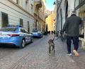 Bild: Christoph Sator/dpa
Südtirol will künftig von Hundehaltern eine Art Kurtaxe für ihre Vierbeiner verlangen. (Symbolbild)