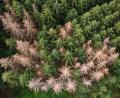 Bild: Sebastian Kahnert/dpa-Zentralbild/dpa
Vor allem im Harz, im Bergischen Land und in Thüringen ist der Waldrückgang besonders groß. (Archivbild)