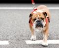 Bild: Tim Goode/PA Wire/dpa
Lewis Hamilton bangt um seinen Hund. (Archivbild)