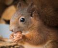 Bild: Kerstin Ellersdorfer
Die Herbstmonate sind für Eichhörnchen eine Zeit intensiver Aktivität und besonderer Gefahr.