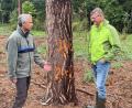 Bild: Armin Hofbauer/AELF Regensburg-Schwandorf
Revierförster Reinhold Weigert und Waldbesitzer Markus Liebl auf dem Waldstück, in dem bald klimaangepasste Baumarten gepflanzt werden sollen.