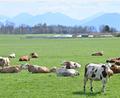 Bild: Uwe Lein/dpa
Auch auf Bayerns Weiden werden Rinder seltener. Das „Alpenfleckvieh“ - so der offizielle Name - ist ein sogenanntes Doppelnutzungsrind, das sowohl für Fleisch- als auch Milchproduktion gezüchtet wird. Die in Norddeutschland üblichen schwarz-bunten Holsteinrinder hingegen sind Milchkühe. (Symbolbild)