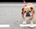 Bild: Tim Goode/PA Wire/dpa
Hamilton trauert um seinen Hund.