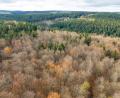 Bild: Sebastian Kahnert/dpa
Der deutsche Wald ist zu einer Treibhausgas-Quelle geworden. Das will Bundesumweltminister Carsten Schneider ändern.