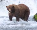Bild: T. Carmack/Katmai-Nationalpark/dpa
Braunbär 32 mit dem Spitznamen „Chunk“ bringt es im September nach Schätzungen auf über 500 Kilogramm und hat eine auffällige Narbe auf der Schnauze.