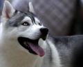 Symbolbild: Barbara Walton/dpa
Ein Paketzusteller wurde in Ebermannsdorf von einem Husky gebissen und musste im Krankenhaus behandelt werden.