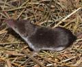 Bild: FLI / Dr. Henning Vierhaus
Der Kontakt mit einer Feldspitzmaus oder deren Ausscheidungen wie Kot, Urin oder Speichel kann bei Menschen zur Bornavirus-Infektion führen.