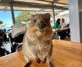 Bild: Carola Frentzen/dpa
Quokkas gelten wegen ihres „Lächelns“ als die glücklichsten Tiere der Welt.