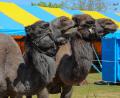 Archivbild: Wolfgang Steinbacher
Der Circus Karl Altoff Köllner gastiert ab 11. Oktober in Weiden – in den Shows treten auch etliche Tiere auf.