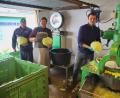 Bild: war
Knochenarbeit in der Landwirtschaft, dazu zählt das Schneiden und Hobeln des frisch geernteten Weißkrauts.