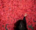 Bild: Luis Soto/SOPA Images via ZUMA Press Wire/dpa
Eine Person hebt eine Papiermohnblume auf, die während einer Kundgebung gegen den Gaza-Krieg vor dem spanischen Außenministerium in Madrid auf dem Boden liegt.