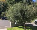 Bild: wro
Bis an einem Apfelbaum Früchte reifen, was zurzeit der Fall ist, braucht es Geduld. Derzeit können sich Interessierte aus Falkenberg bis 31. Oktober melden, um einen kostenlosen Obstbaum als Teil der Aktion "Streuobst für alle" zu erhalten.