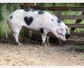 Bild: Julian Stratenschulte/dpa
Wilma ist ein Schwein mit Herz.
