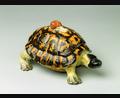 Bild: Museen der Stadt Bamberg, Sammlung Ludwig
Terrine in Form einer Schildkröte, Straßburg, um 1745-54, Fayence.