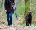 Symbolbild: Christophe Gateau/dpa
Das Veterinäramt Weiden gibt Entwarnung: Hundebesitzer in Weiden müssen keine Angst vor Staupe und Zwingerhusten haben.
